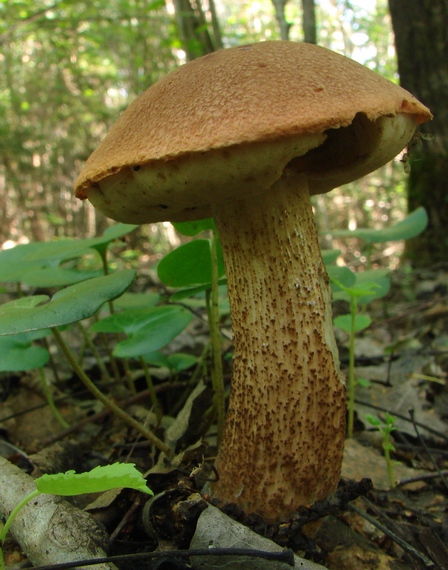 kozák osikový Leccinum albostipitatum den Bakker & Noordel.