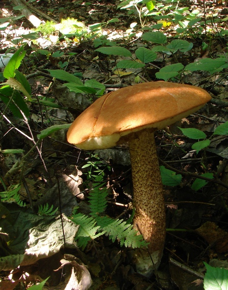 kozák Leccinum sp.