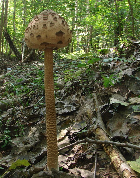 bedľa vysoká Macrolepiota procera (Scop.) Singer