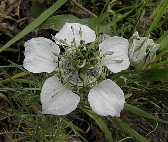 černuška roľná Nigella arvensis L.