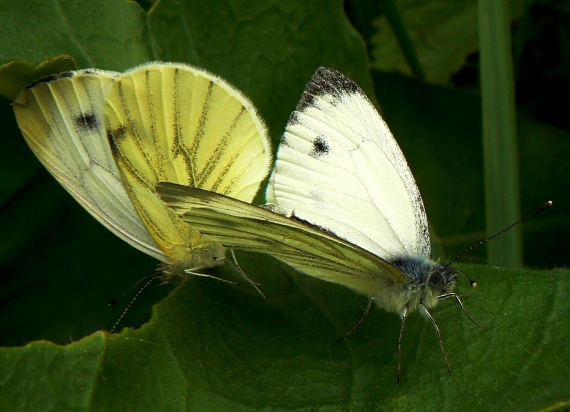 mlynáriky repkové Pieris napi