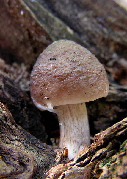 štítovka jelenia Pluteus cervinus (Schaeff.) P. Kumm.