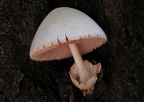 pošvovec stromový Volvariella bombycina (Schaeff.) Singer