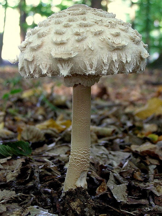 Bedľa vysoká 	Macrolepiota procera