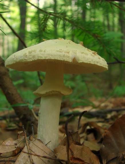 muchotrávka citrónovožltá Amanita citrina Pers.