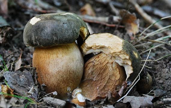 hríb bronzový Boletus aereus Bull. ex Fr.