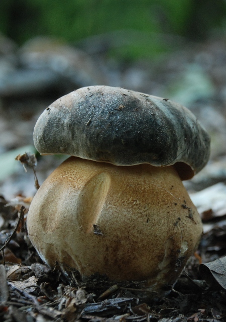 hríb bronzový Boletus aereus Bull. ex Fr.