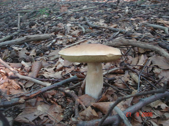 hríb smrekový Boletus edulis Bull.