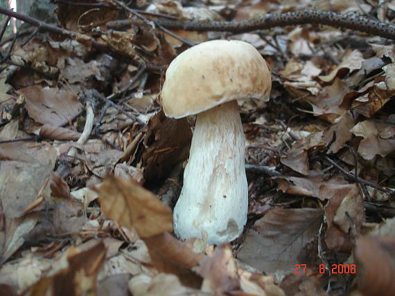 hríb smrekový Boletus edulis Bull.