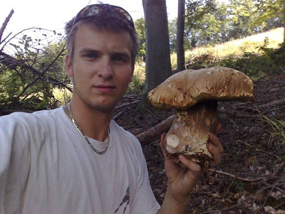 hríb smrekový Boletus edulis Bull.