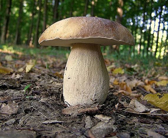 hríb dubový-Hřib dubový Boletus reticulatus)