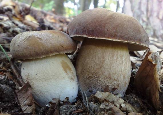 hríb dubový Boletus reticulatus Schaeff.