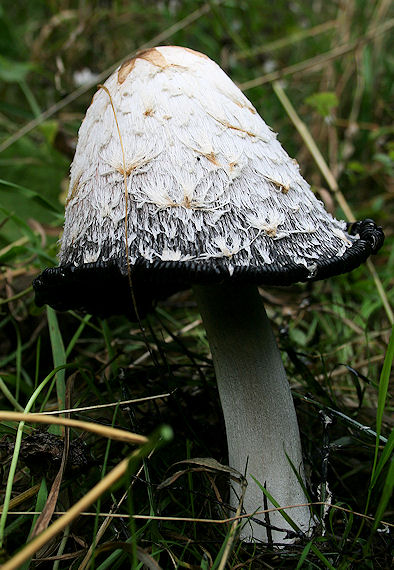 hnojník obyčajný Coprinus comatus (O.F. Müll.) Pers.