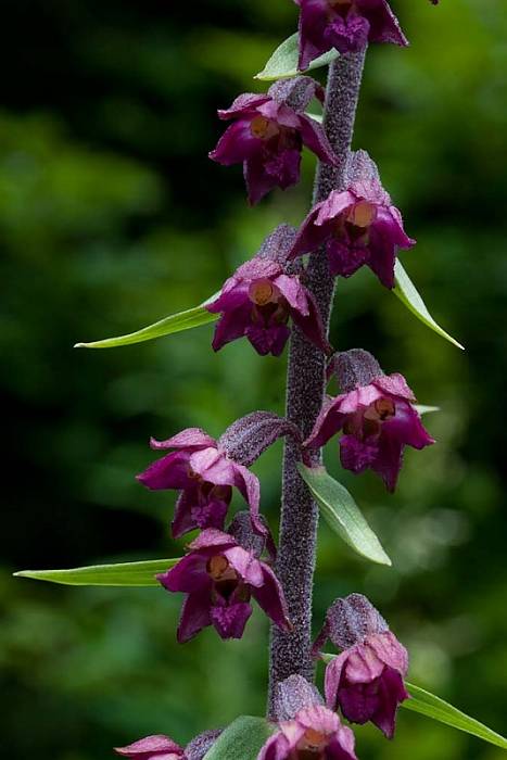 kruštík tmavočervený pravý Epipactis atrorubens subsp. atrorubens (Hoffm.) Besser