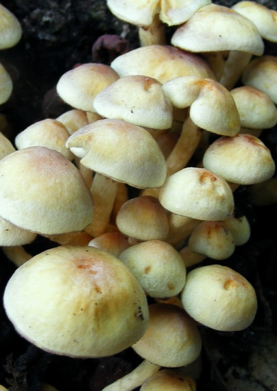 strapcovka drobná Hypholoma subviride (Berk. & M.A. Curtis) Dennis