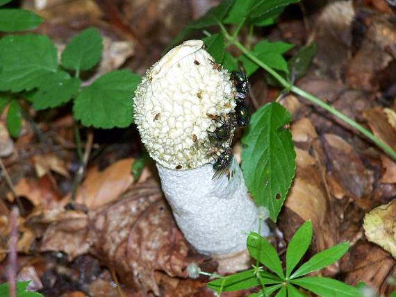 hadovka smradľavá Phallus impudicus L.