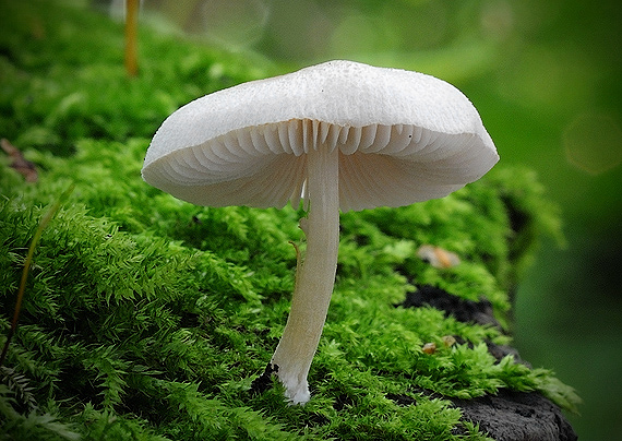 štítovka   Pluteus sp.