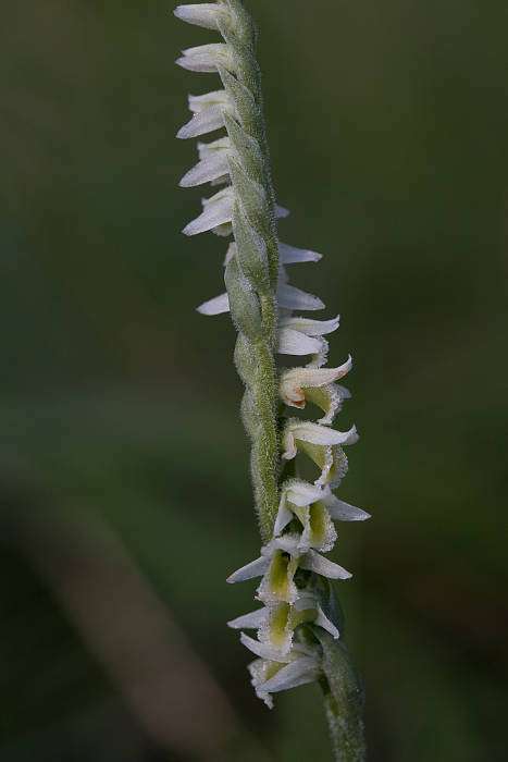 pokrut jesenný Spiranthes spiralis (L.) Chevall.