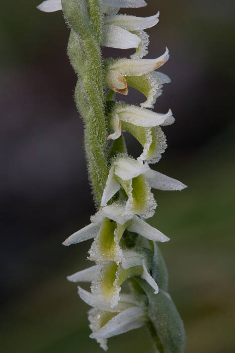 pokrut jesenný Spiranthes spiralis (L.) Chevall.