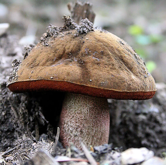 hríb zrnitohlúbikový Sutorius luridiformis (Rostk.) G. Wu & Zhu L. Yang