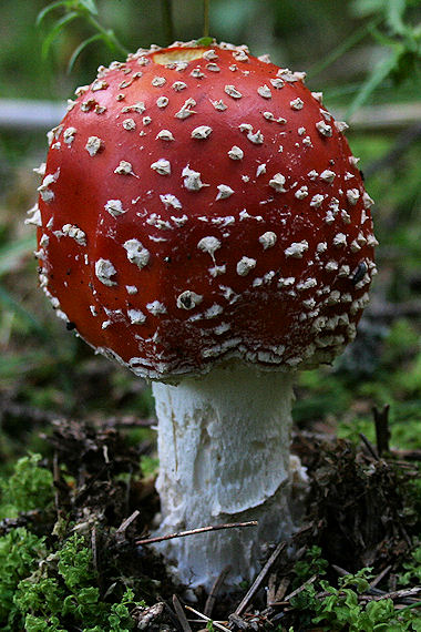 muchotrávka červená Amanita muscaria (L.) Lam.