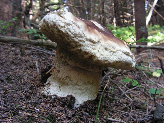 sucho 4 Boletus edulis Bull.