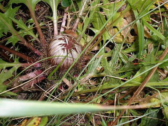 krasovlas bezbyľový Carlina acaulis subsp. acaulis L.