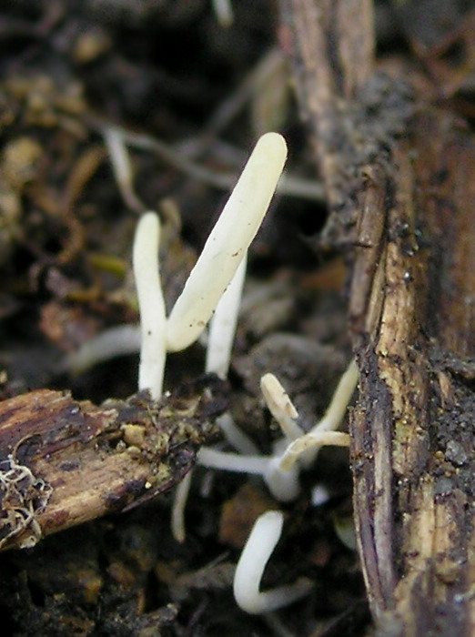 konárovka Clavulina sp.