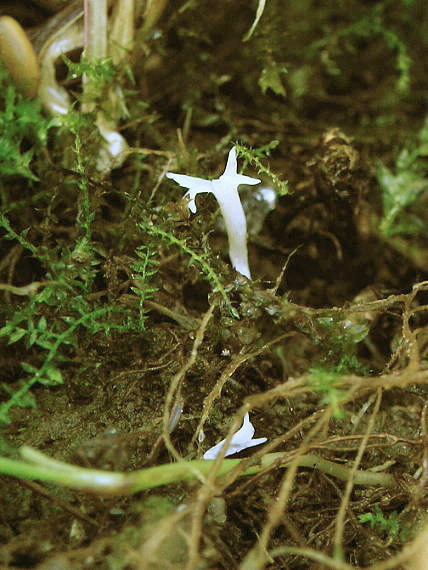 konárovka Clavulina sp.