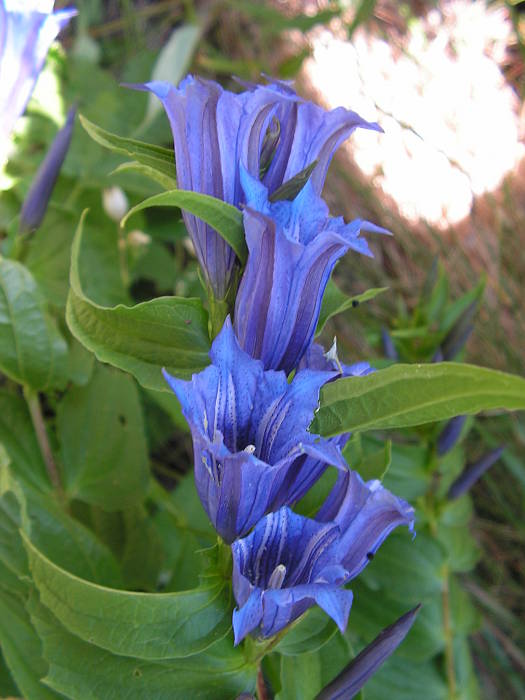 horec luskáčovitý  Gentiana asclepiadea L.