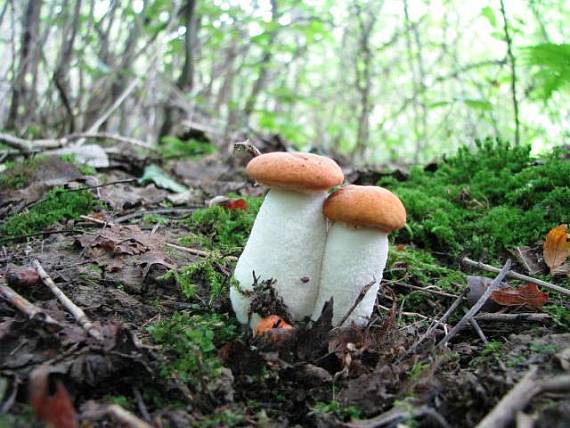 kozák osikový Leccinum albostipitatum den Bakker & Noordel.