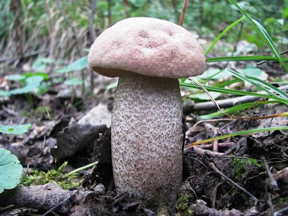 kozák topoľový Leccinum duriusculum (Schulzer ex Kalchbr.) Singer