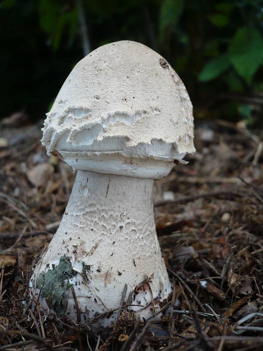 bedľa vysoká Macrolepiota procera (Scop.) Singer