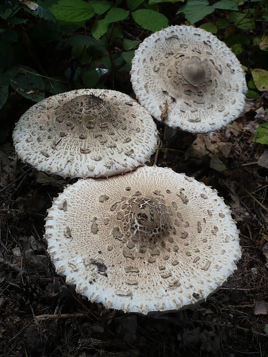 bedľa vysoká Macrolepiota procera (Scop.) Singer