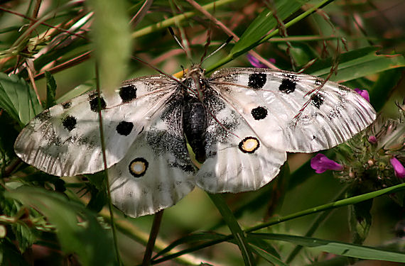 jasoň červenooký Parnassius apollo