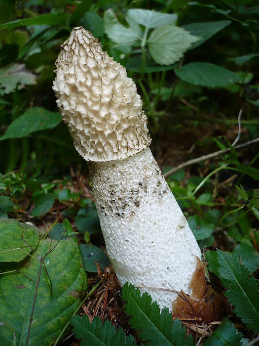 hadovka smradľavá Phallus impudicus L.