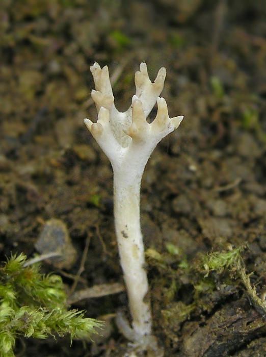 pastrapačka Ramariopsis sp.