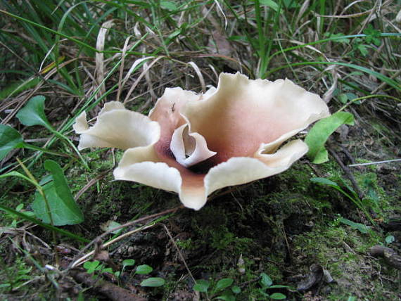 trúdnik tmavohlúbikový Royoporus badius (Pers.) A.B. De