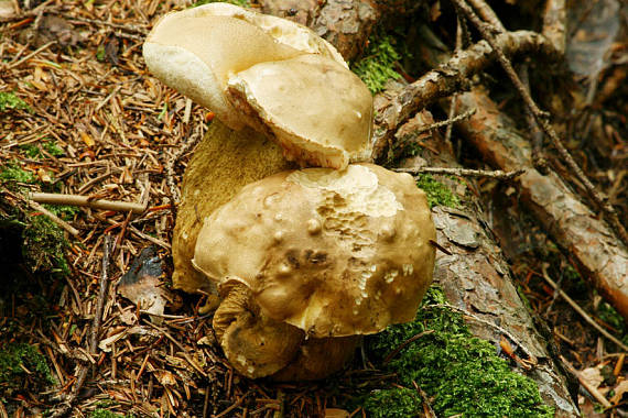 podhríb žlčový Tylopilus felleus (Bull.) P. Karst.