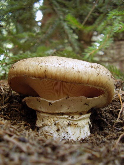 náramkovka cisárska Catathelasma imperiale (P. Karst.) Singer