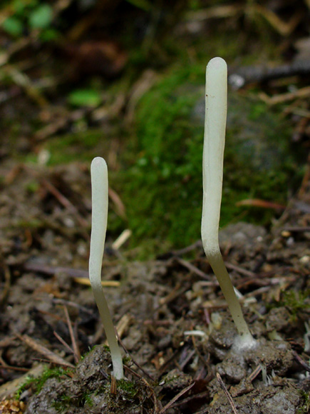 kyjačik Clavaria sp.