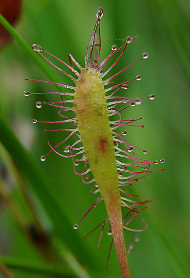 rosička anglická - rosnatka anglická Drosera anglica Huds.