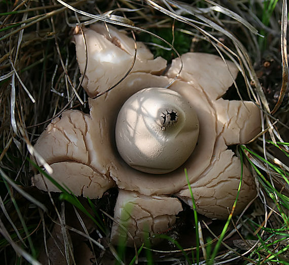 hviezdovka trojitá Geastrum triplex Jungh.