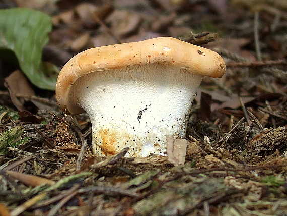 jelenka ryšavá Hydnum rufescens Pers.