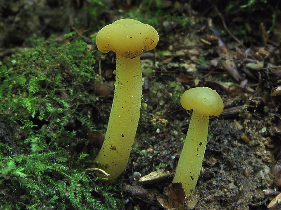 klincovka slizká Leotia lubrica (Scop.) Pers.