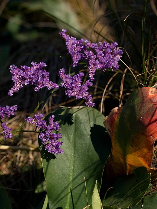 limonka gmelinova uhorská Limonium gmelinii subsp. hungaricum (Klokov) Soó