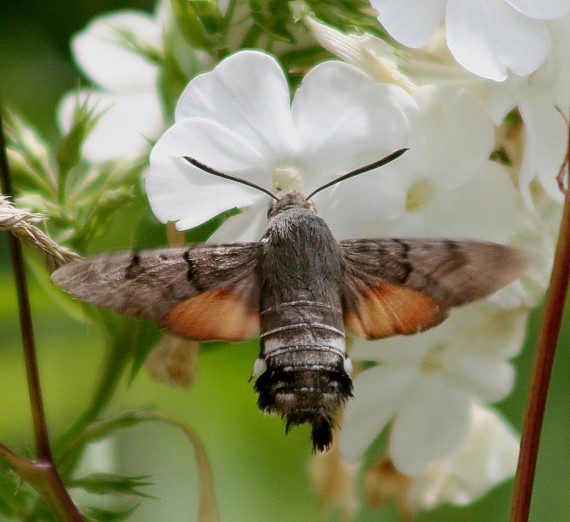 lišaj marinkový Macroglossum stellatarum