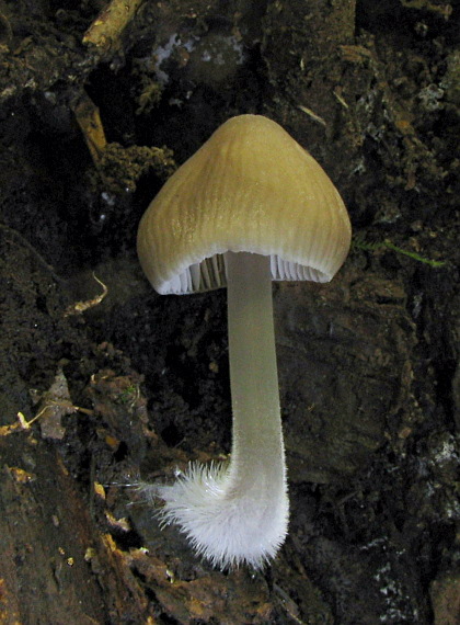 prilbička Mycena sp.