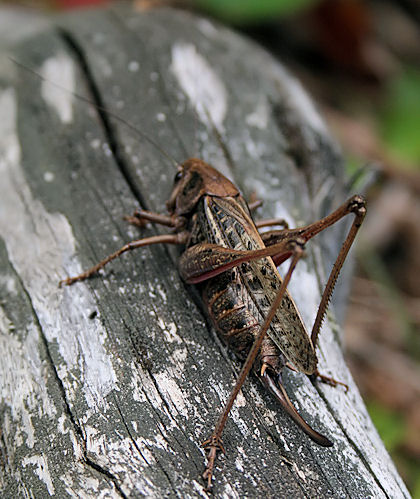 kobylôčka sivastá Platycleis albopunctata grisea