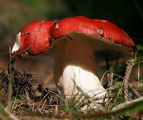 plávka škodlivá Russula emetica (Schaeff.) Pers.